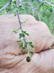 Condalia globosa pubescens