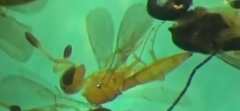 Scelionidae