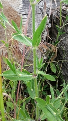Silene disticha