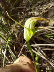 Pterostylis acuminata