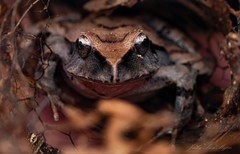 Platyplectrum fletcheri