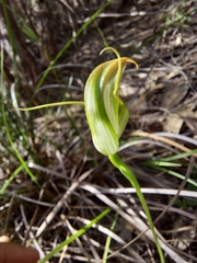 Pterostylis acuminata
