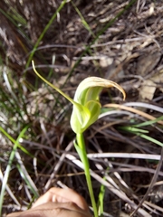 Pterostylis acuminata