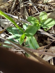 Pterostylis acuminata