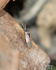 Geocoris pallens