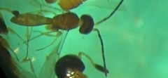 Scelionidae