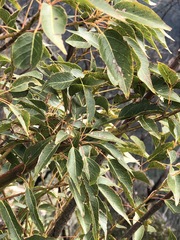 Brachychiton populneus populneus