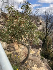 Brachychiton populneus populneus