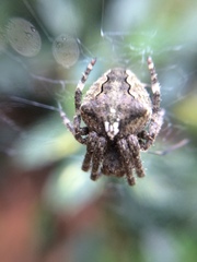 Araneus ventricosus