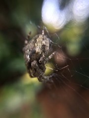 Araneus ventricosus