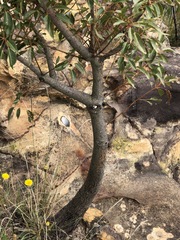 Brachychiton populneus populneus