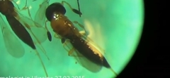 Scelionidae