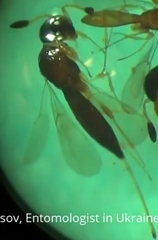 Scelionidae