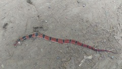 Oreocryptophis porphyraceus