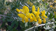 Genista stenopetala
