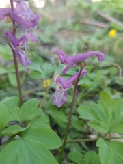 Corydalis cava