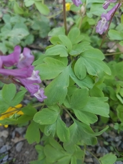 Corydalis cava