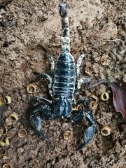 Heterometrus spinifer