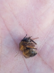 Anthophora plumipes