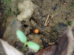 Camarophyllus apricosus