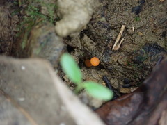 Camarophyllus apricosus