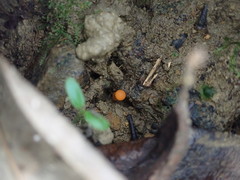 Camarophyllus apricosus