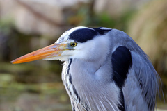 Ardea cinerea