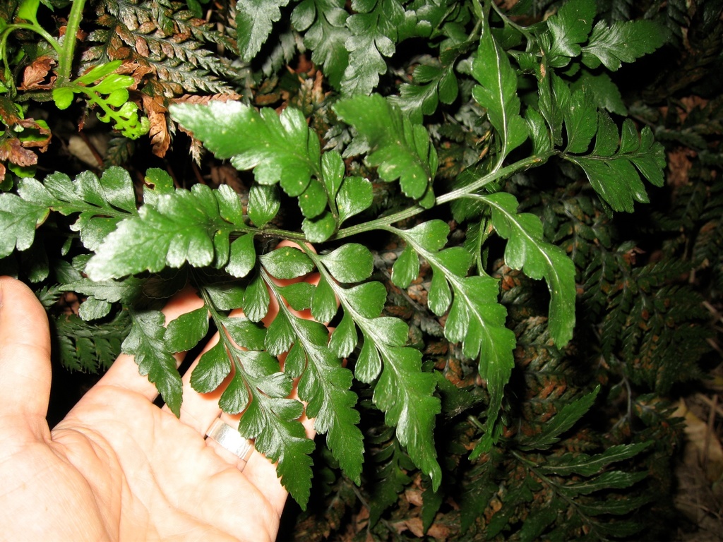 Lyall's Spleenwort