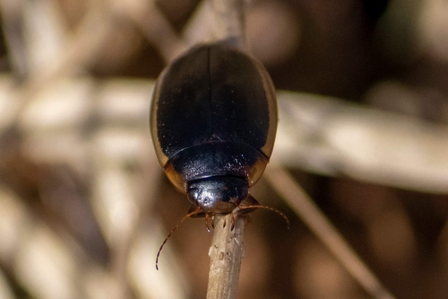 Hydaticus seminiger nuotrauka