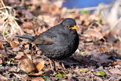 Turdus merula
