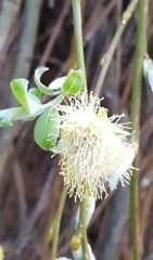 Magnoliopsida