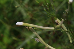 Silene fissipetala