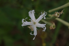 Silene fissipetala