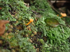 Camarophyllus apricosus