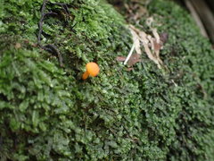 Camarophyllus apricosus