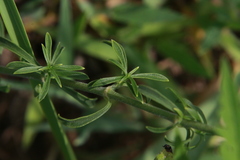 Silene fissipetala