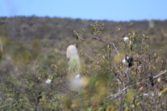 Melanerpes hypopolius