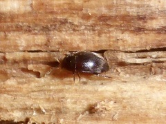Leiodidae