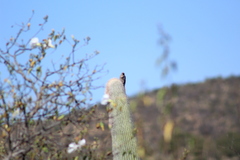 Melanerpes hypopolius