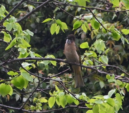 Mountain Bulbul