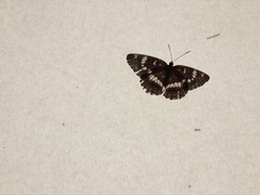 Limenitis glorifica