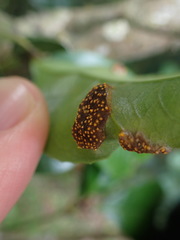 Aecidium osmanthi