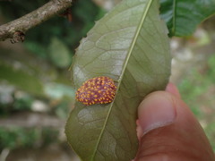 Aecidium osmanthi