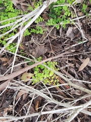 Adiantum aethiopicum