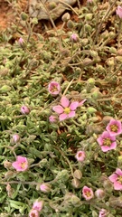 Rhodalsine geniculata