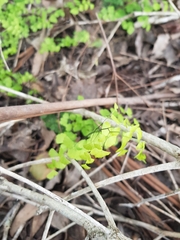 Adiantum aethiopicum