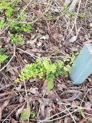 Adiantum aethiopicum
