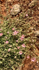 Rhodalsine geniculata