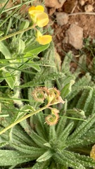 Scorpiurus muricatus