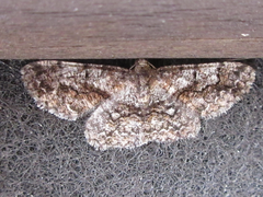 Satoblephara parvularia